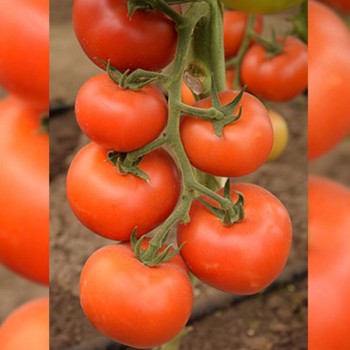 Логур F1 семена помидора индетерминантного (Rijk Zwaan)