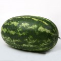 ЛС 1807 F1 (LS 1807 F1) семена арбуза раннего (Lucky Seed)
