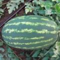 ЛС 1807 F1 (LS 1807 F1) семена арбуза раннего (Lucky Seed)