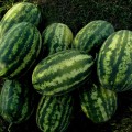 ЛС 1807 F1 (LS 1807 F1) семена арбуза раннего (Lucky Seed)