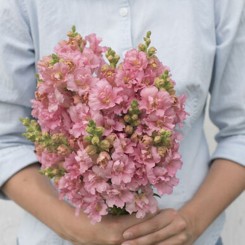 Мадам Баттерфляй F1 пинк (pink) семена антирринум (Syngenta)
