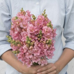Мадам Батерфляй F1 пінк (pink) насіння антирринум (Syngenta)