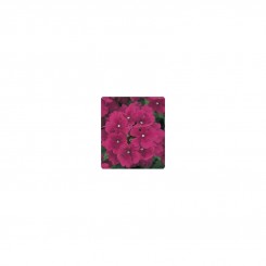Мадам Burgundy (багряная) семена вербены гибридной (Kitano Seeds)