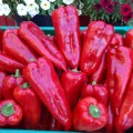 Мако F1 семян перца сладкого (LibraSeeds)
