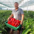 Мако F1 семян перца сладкого (LibraSeeds)