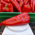 Мако F1 семян перца сладкого (LibraSeeds)