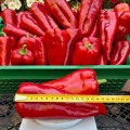 Мако F1 семян перца сладкого (LibraSeeds)