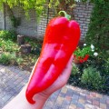 Мако F1 семян перца сладкого (LibraSeeds)