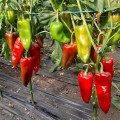 Мако F1 семян перца сладкого (LibraSeeds)