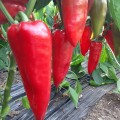 Мако F1 семян перца сладкого (LibraSeeds)