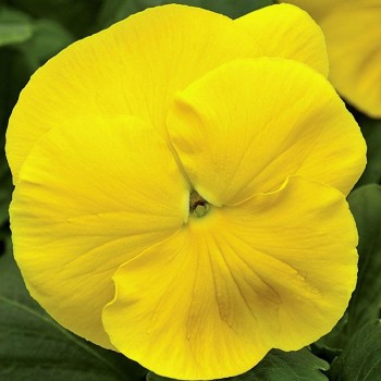 Маммут F1 желтая (yellow) семена виолы (Syngenta)