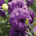 Мариачи F1 синяя (blue) семена эустомы махровой (Sakata)