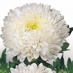 Матадор белый (White) – семена астры на срез (Benary)