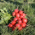 Матильда F1 (2,75-3,00 мм) семена редиса (Solare Sementi)