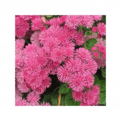 Агератум Мексиканский розовый (pink) семена ед. (Moravoseed)