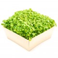 Мелисса семена микрозеленые (Agrocity)