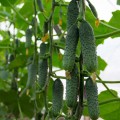 Мимино F1 семена огурца партенокарпического (Lucky Seed)