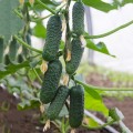Мимино F1 семена огурца партенокарпического (Lucky Seed)
