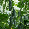 Мимино F1 семена огурца партенокарпического (Lucky Seed)