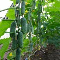 Мимино F1 семена огурца партенокарпического (Lucky Seed)