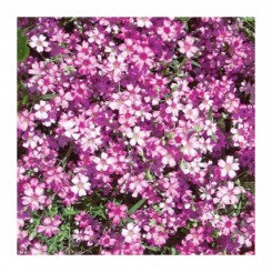 Мираж семян гипсофилы (GL Seeds)
