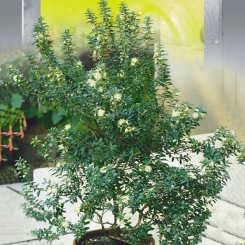 Мирт семян (Seedera)