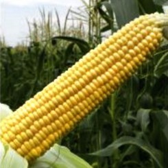 Містер F1 насіння кукурудзи суперсолодкої Sh2 (Soto Seeds)