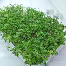 Мизуна зеленая зеленая семена микрозеленые (Agrocity)