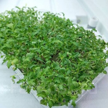 Мизуна зеленая зеленая семена микрозеленые (Agrocity)