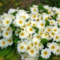 Монако White (белые) семена примулы (Kitano Seeds)
