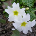 Монако White (белые) семена примулы (Kitano Seeds)
