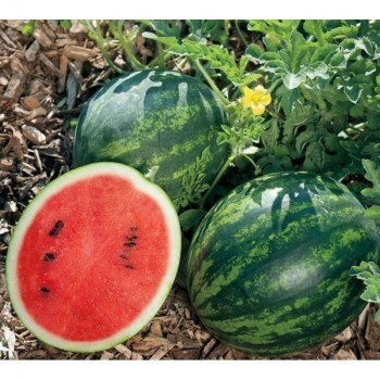 Мономах семян арбуза среднего (GL Seeds)