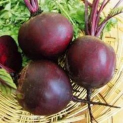 Негретьонок насіння буряка столового (Яскрава)