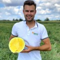 Нинфеа F1 семена арбуза безсемянного среднего (Hazera)