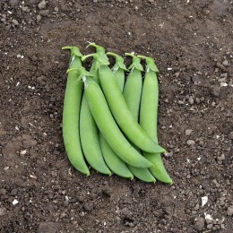 Норверт семян гороха (Syngenta)