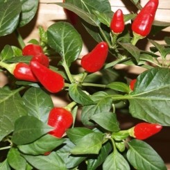 Вогник насіння гіркого перцю (GL Seeds)