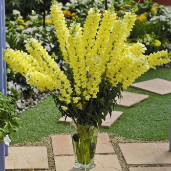 Опус F1 желтый (yellow) семена антиринума (Syngenta)
