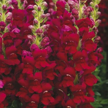 Опус F1 красный (red) семена антиринума (Syngenta)