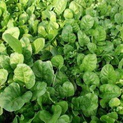 Озиме насіння шпинату (GL Seeds)