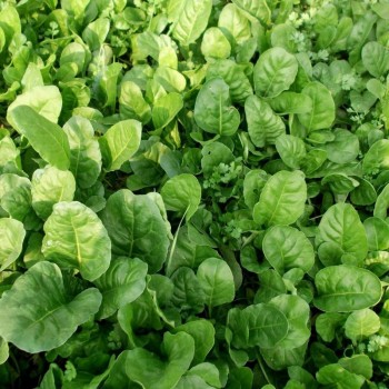 Озимые семена шпината (GL Seeds)