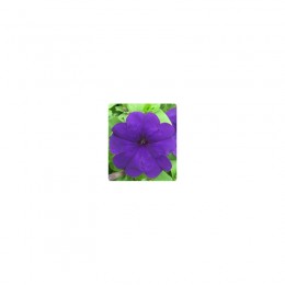 Пандора Blue (синяя) семена петунии многоцветковой (Kitano Seeds)