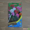 Пеларгония ленточная смесь семян (Moravoseed)
