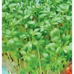 Пікантне насіння крес-салату (GL Seeds)
