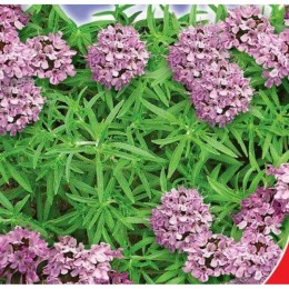 Пикник семян чабера (GL Seeds)