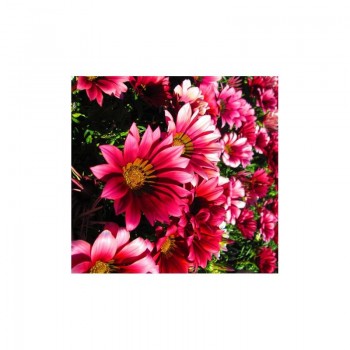 Пилигрим Роуз Пикоте (Piligrim Rose Picotee) семена Газании F1 (Gazania F1) (Kitano Seeds)