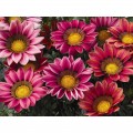 Пилигрим Роуз Пикоте (Piligrim Rose Picotee) семена Газании F1 (Gazania F1) (Kitano Seeds)