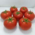 Бандерас F1 (ПЛ 6212 F1/PL 6212 F1) семена помидора индетерминантного (Asia Seed)