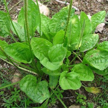 Подорожник большой семена (GL Seeds)