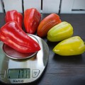 Поло F1 семян перца сладкого (Sakata)