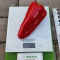Поло F1 семян перца сладкого (Sakata)